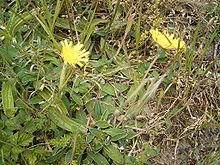 Hieracium pilosella plant.jpg