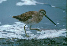 Longbilleddowitcher06.jpg