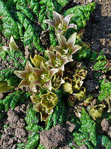 Mandragora officinarum 002.JPG
