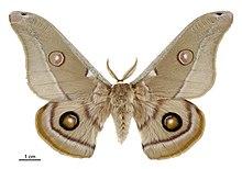 Opodiphthera eucalypti male.jpg