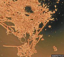 Peronospora potentillae.JPG