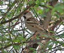 Sind Sparrow (Passer pyrrhonotus)- Male at Sultanpur I Picture 178.jpg