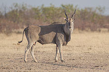 Taurotragus oryx - young bull - Etosha 2015.jpg