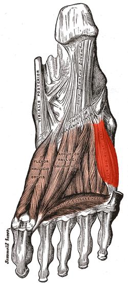 Musculus flexor digiti minimi brevis (foot).png