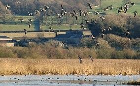 Leighton Moss.jpg