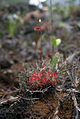Drosera neocaledonica (scott.zona).jpg