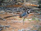 Long-tailed Ground-roller, Mangily, Madagascar 3.jpg