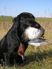 Dealer the Labrador Retriever and a redhead duck.jpg