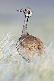 2011-ruppells-korhaan.jpg