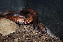 Calabar Serpent2.jpg