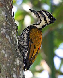 Common Flameback - female (Dinopium javanense).jpg