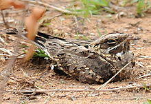 Common Indian Nightjar joby.JPG