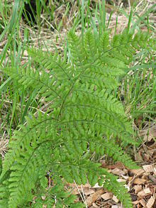 Dryopteris dilatata im weissen moor2.jpg