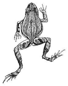 Edalorhina perezi (2 - upper view).jpg