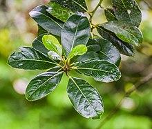Laurus azorica in Hackfalls Arboretum (2).jpg
