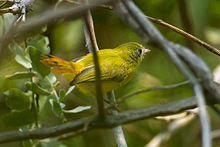 Livingstone's Flycatcher - Malawi S4E3726 (18824261563).jpg
