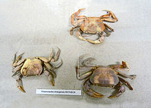 Potamonautes lirrangensis-Musée royal de l'Afrique centrale.jpg