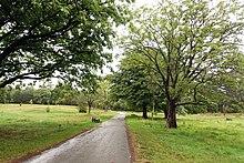 Singleton Park.jpg