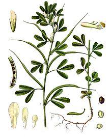 Trigonella foenum-graecum - Köhler–s Medizinal-Pflanzen-273.jpg