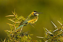 White-throated Bee-eater - Kenya S4E4811 (22024142954).jpg