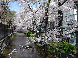 TakasegawaToSakura.JPG