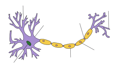 At one end of an elongated structure is a branching mass. At the centre of this mass is the nucleus and the branches are dendrites. A thick axon trails away from the mass, ending with further branching which are labeled as axon terminals. Along the axon are a number of protuberances labeled as myelin sheaths.