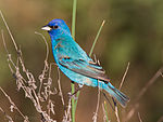 Indigo Bunting by Dan Pancamo 4.jpg