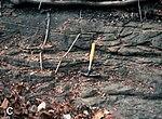 Tendaguru Formation - Nerinella Member.jpg