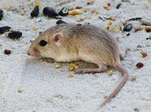 Apache pocket mouse (Perognathus flavescens apache) crop.jpg