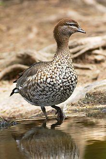 Chenonetta jubata female 2.jpg