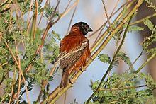 Chestnut weaver (Ploceus rubiginosus) male.jpg