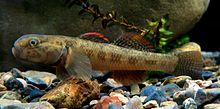 Male Cran's bully (Gobiomorphus basalis) in aquarium, originally from Kahuterawa Stream, Manawatu. Photo by Stella McQueen.jpg