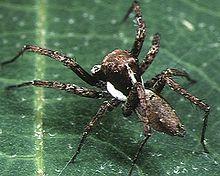 Portia.fimbriata.male.-.tanikawa.jpg