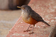Rufous-bellied thrush (Turdus rufiventris).JPG