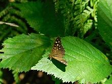 A small brown butterfly with spots on its wings.