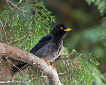Turdus flavipes -Parque Estadual da Serra da Cantareira, Sao Paulo, Brazil-8.jpg