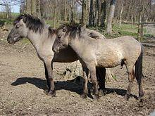 Two Tarpans.jpg