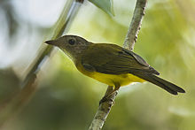 Yellowish Bulbul - Philippines H8O1414 (16864505460).jpg