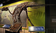 Hadrosaurus reconstruction