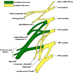 Lumbar plexus.svg
