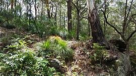 Kincumba Mountain.jpg