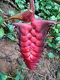 Heliconia mariae, the Firecracker Heliconia (9709353075).jpg