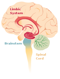 Brain limbicsystem.svg