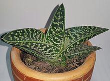 Aloe sladeniana.jpg