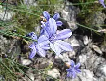 Aphyllanthes monspeliensis02.jpg