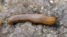 Arion obesoductus.jpg