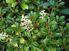 Brachyglottis elaeagnifolia 11.JPG