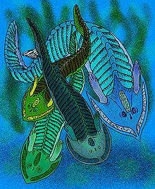 Cephalaspis species.jpg