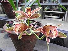 Cymbidium iridioides-1-bsi-yercaud-salem-India.jpg