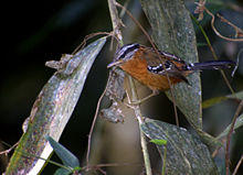 Drymophila ferruginea.jpg